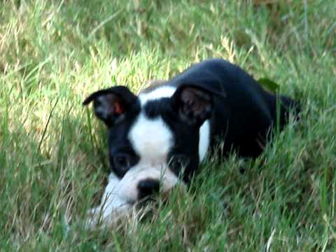 Shaynas favorite past time! Eating leaves :
