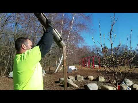 Tree Maintenance Video 2022