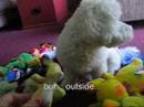 Is Your Dog Spoiled? Is Your Dog Spoiled?