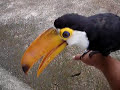 Tucano Toco