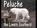 a Great Pyrenees as the guardian of the herd a Great Pyrenees as the guardian of the herd