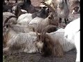 a Great Pyrenees as the guardian of the herd a Great Pyrenees as the guardian of the herd