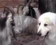 a Great Pyrenees as  the guardian of the herd