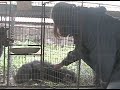 belyaev-experiment-docile-foxes.html