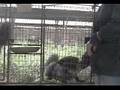 Belyaev Experiment: Docile Foxes