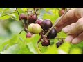 Homemade Muscadine Jelly From Scratch- You Can Do It Too. Want to make your own Muscadine Jelly? Here;sa recipe and tips that will allow you to cook up a batch of your very own. Recipe Courtesy of White Wood Farms, LLC. First you need to find a local farmer that grows muscadine grapes or check with your local farmers market. We found our grapes through Ben Burkett with B&B farms/Indian Spring Cooperative located in Petal MS, Yes we went and picked our own, what an experience, Now that we have the muscadine grapes lets get started, 1) Discard stems and leaves, 2) Wash the muscadine in plain cold water, 3) Place in 6-8 quart sauce pan 4) Cover with water and bring to a boil. Reduce heat simmer for 10 minutes or until tender, Crush fruit so it extracts the juice, 5) Place 3 layers of cheesecloth or jelly bad in large bowl, Pour fruit into cheesecloth, Tie cheesecloth closed: hang and let drip into bowl, Press gently, 6) Measure 4 cups of juice, Pour in sauce pan add 7 cups of sugar bring to a boil add 3 oz. liquid pectin bring to another boil, Let sit for 1 minute scrap off foam that is on top and discard. Ladle into jars, leaving 1/8 inch space on top, Wipe rims and threads, Cover with lids, Place in hot bath with 2 inch's of water over the jars, leave siting in hot bath for 10 minutes. Remove let stand over night or until cooled down, This recipe makes 6 - 7 8 oz. glass jars of Muscadine Jelly. Please note: Wash jars and lids in soapy water: rinse with warm water, Pour <b>...</b>