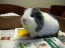 My guinea pig My guinea pig