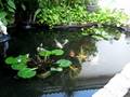 Koi Pond October 2008, Nishikigoi