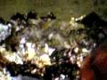 videos de Randolph 2k9