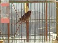 carduelis carduelis x canaria carduelis carduelis x canaria