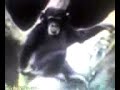 mono-huele-culo.html