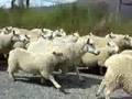 Traffic Jam in Cadrona NZ Traffic Jam in Cadrona NZ