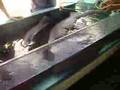 Curacao Sea Aquairum Sharks