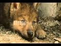 Wolves- We Are One