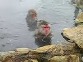 Japanese Snow Monkeys at Jigokudani Onsen