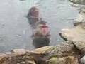 Japanese Snow Monkeys at Jigokudani Onsen