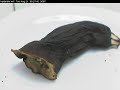 Banana going brown, timelapse