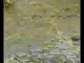 Sheep Wearing Scream Mask Scares Herd