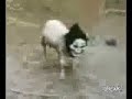 Sheep Wearing Scream Mask Scares Herd Sheep Wearing Scream Mask Scares Herd
