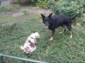 Rexy & Dayita