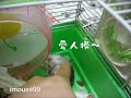 杜阿鼠攻擊