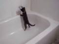 Gizmo's Tub Dance