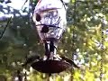 Hummingbird swarm
