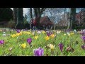 Click to View : Krokusblüte in Barsbek