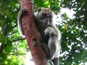 Malaysia, Panang.  Video of Macaw watching me from his tree.