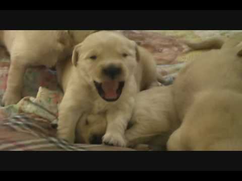 8 week old golden retriever puppy pictures. 2008 Golden Retriever Puppies