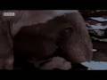 BBC-Animals-Undergro