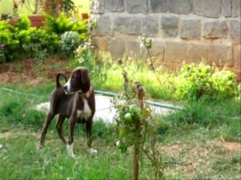 pakistani mastiff