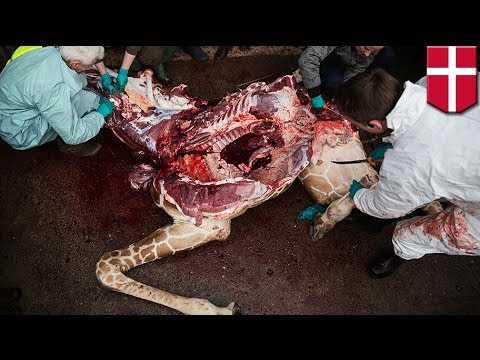 Zoo Denmark - Mere days after the grim, public death of an 18-month-old giraffe named Marius at a zoo in Denmark's capital, a second Danish zoo has announced that it may t...