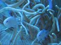 chromis inside anemone