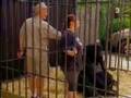 Gorilla Attack