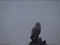 Nanaimo River Estuary Owl