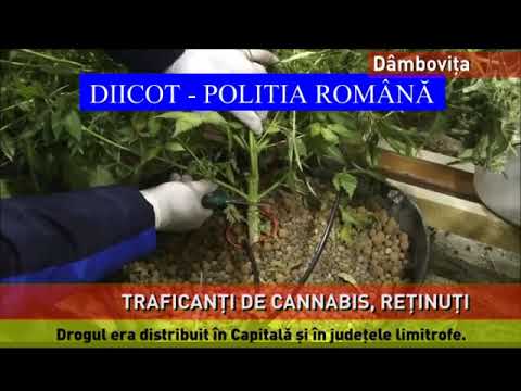 Traficanţi de cannabis, reţinuţi