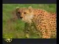 حيوانات  animal funny