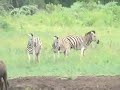 Hluhluwe Umfolozi Game Park