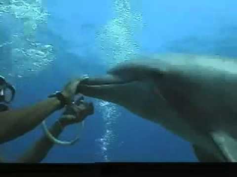 See video