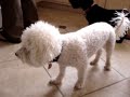 Dog with Valley Fever Coughing Valley Fever