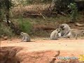 Vervet Monkey\