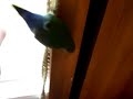 lovebird-throws-a-temper-tantrum.html