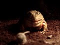 Goomba the Pyxie Frog eats 6 fuzzy mice