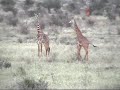 kenia leeuw paul vermeulen sliedrecht safari lion