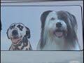 PetSafe