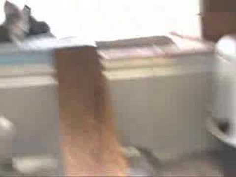 Dying Kittens, Sick Cats--Street of ...