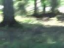 Deer (Part 1) Deer (Part 1)