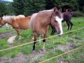 Horses in South Tyrol / Pferde in Südtirol