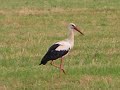 Stork in Leuven (Heverlee Park) Ooievaar 20070614